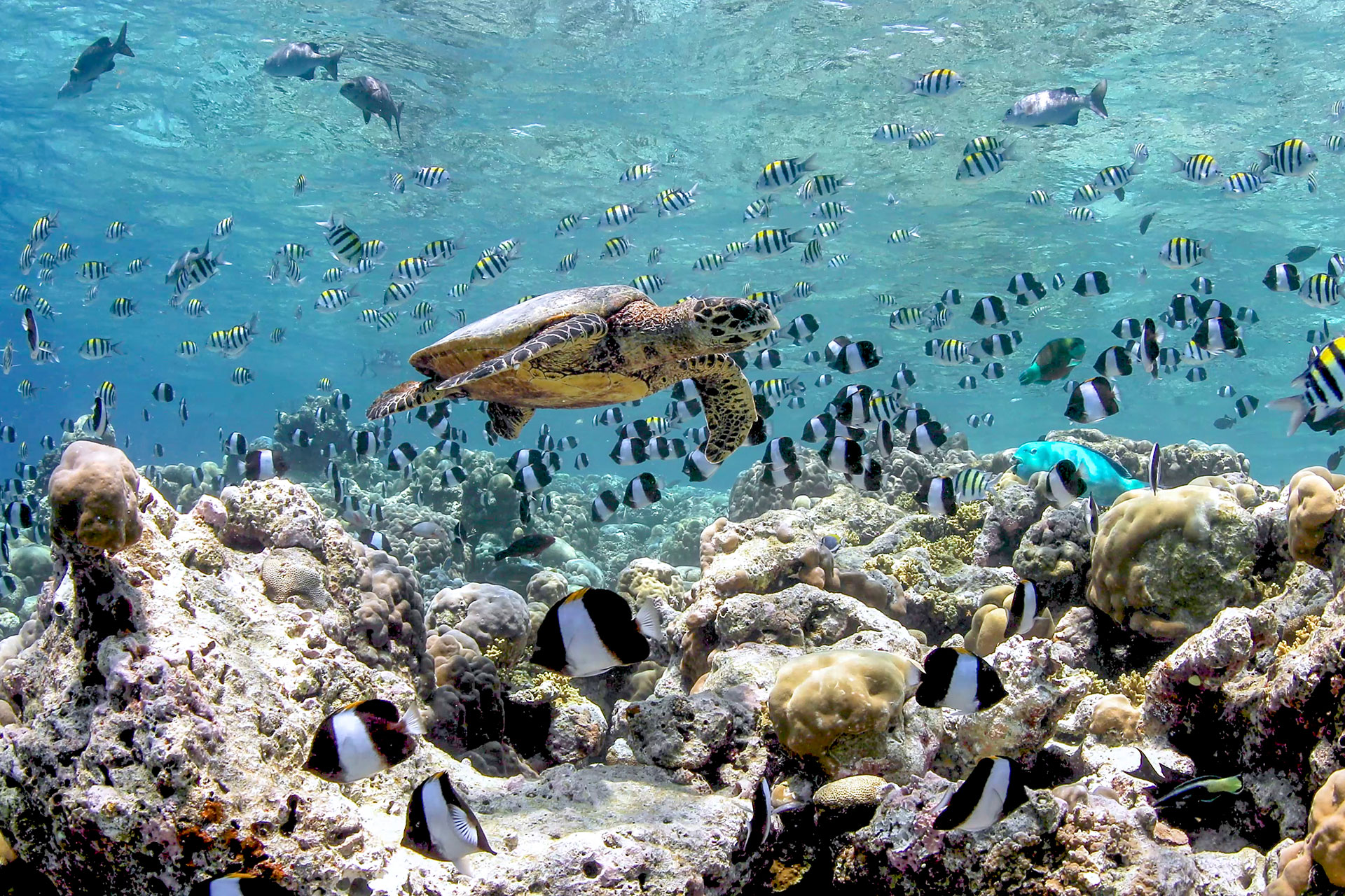 Meeresschildkröte schwimmt über einem Riff