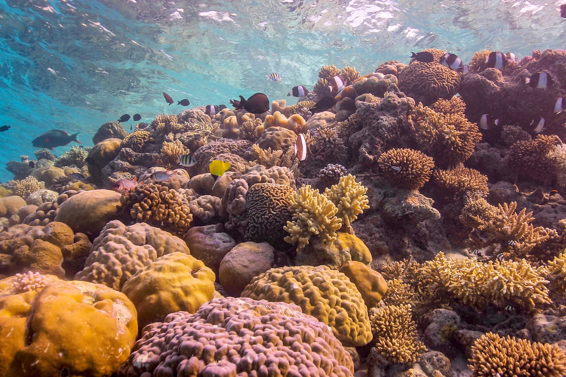 Korallenriff mit bunten Fischen