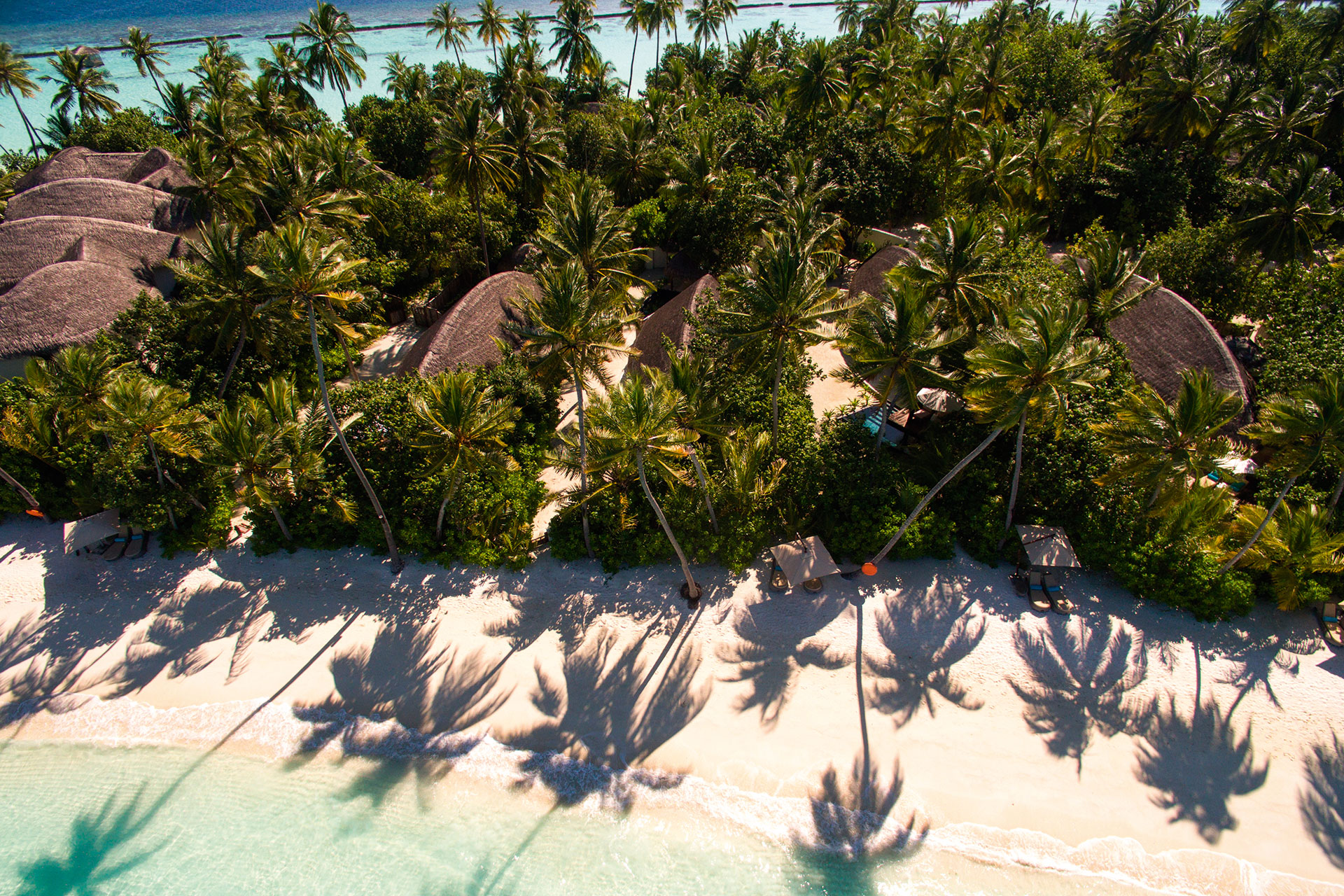 Strandabschnitt mit vielen Palmen von oben